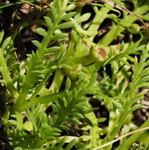 Cotula alpina at Cotter River, ACT - 16 Jan 2017