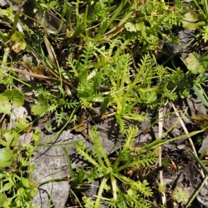 Cotula alpina at Cotter River, ACT - 16 Jan 2017