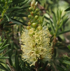 Callistemon pityoides at Cotter River, ACT - 16 Jan 2017