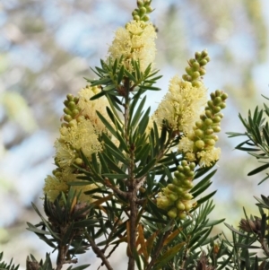 Callistemon pityoides at Cotter River, ACT - 16 Jan 2017