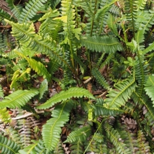 Blechnum penna-marina at Cotter River, ACT - 16 Jan 2017