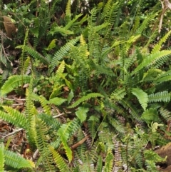 Blechnum penna-marina at Cotter River, ACT - 16 Jan 2017