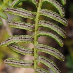 Blechnum penna-marina at Cotter River, ACT - 16 Jan 2017