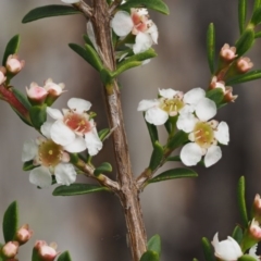 Baeckea utilis at Cotter River, ACT - 16 Jan 2017