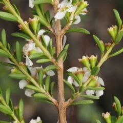 Baeckea utilis at Cotter River, ACT - 16 Jan 2017