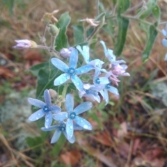 Oxypetalum coeruleum (Tweedia or Southern Star) at Wanniassa Hill - 17 Jan 2017 by Jek