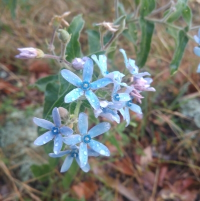 Oxypetalum coeruleum (Tweedia or Southern Star) at Wanniassa Hill - 17 Jan 2017 by Jek