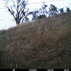 Unidentified at Mulligans Flat - 16 Jan 2017 by MulligansFlat1