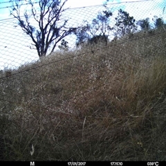 Unverified at Mulligans Flat - 17 Jan 2017 by MulligansFlat1