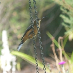 Acanthorhynchus tenuirostris at Isaacs, ACT - 17 Jan 2017 04:32 PM