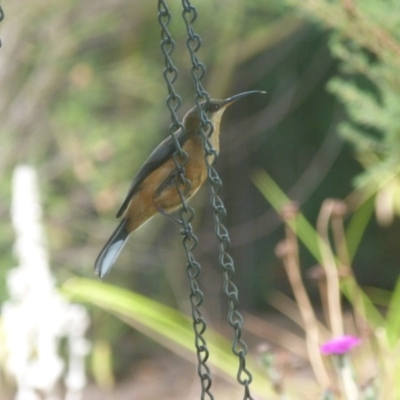 Acanthorhynchus tenuirostris (Eastern Spinebill) at Isaacs, ACT - 17 Jan 2017 by SkyFire747