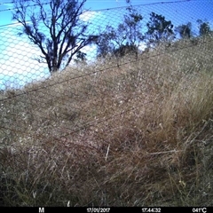 Unidentified at Mulligans Flat - 16 Jan 2017 by MulligansFlat1