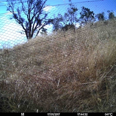 Unverified at Mulligans Flat - 17 Jan 2017 by MulligansFlat1