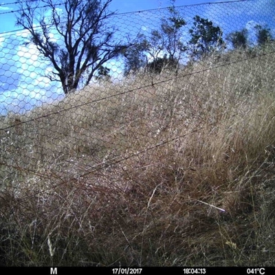 Unidentified at Mulligans Flat - 16 Jan 2017 by MulligansFlat1