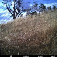 Unidentified at Mulligans Flat - 16 Jan 2017 by MulligansFlat1