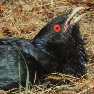 Eudynamys orientalis (Pacific Koel) at Conder, ACT - 12 Jan 2017 by michaelb