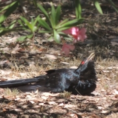 Eudynamys orientalis at Conder, ACT - 12 Jan 2017