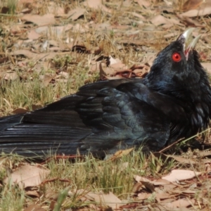 Eudynamys orientalis at Conder, ACT - 12 Jan 2017