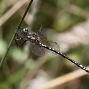 Eusynthemis virgula at Booth, ACT - 26 Dec 2014