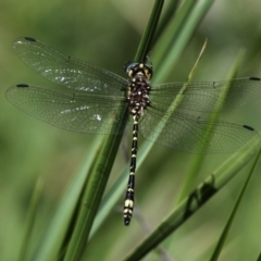 Eusynthemis virgula (Golden Tigertail) at Booth, ACT - 17 Jan 2015 by HarveyPerkins