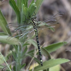 Eusynthemis virgula at Paddys River, ACT - 28 Nov 2015