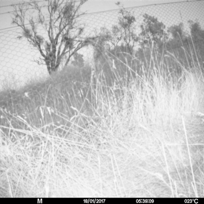 Macropus giganteus at Mulligans Flat - 16 Jan 2017 by MulligansFlat1