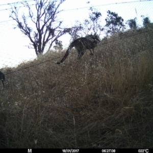 Macropus giganteus at Gungahlin, ACT - 17 Jan 2017