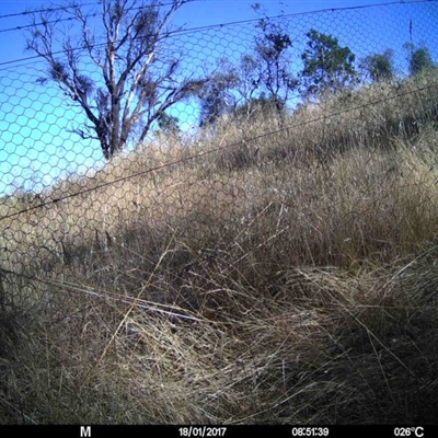 Unidentified at Mulligans Flat - 16 Jan 2017 by MulligansFlat1