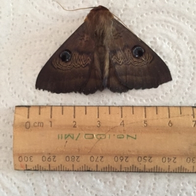 Dasypodia selenophora (Southern old lady moth) at Stirling, ACT - 18 Jan 2017 by Jacquim