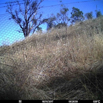 Unidentified at Mulligans Flat - 16 Jan 2017 by MulligansFlat1