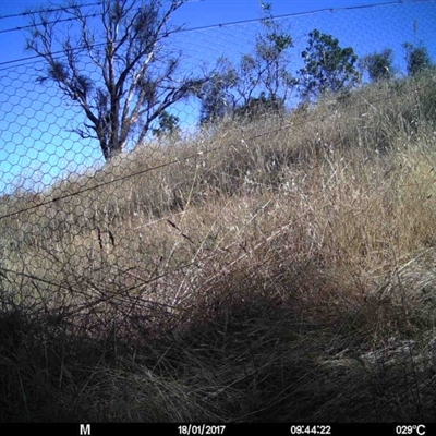 Unidentified at Mulligans Flat - 16 Jan 2017 by MulligansFlat1