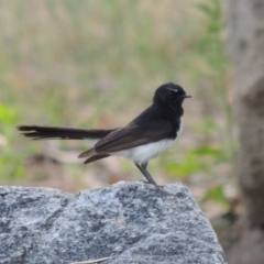 Rhipidura leucophrys (Willie Wagtail) at Paddys River, ACT - 4 Jan 2017 by MichaelBedingfield