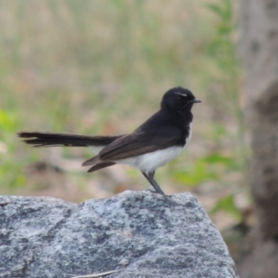 Rhipidura leucophrys (Willie Wagtail) at Gigerline Nature Reserve - 4 Jan 2017 by michaelb