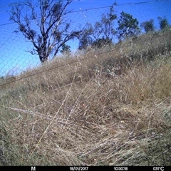 Unidentified at Mulligans Flat - 16 Jan 2017 by MulligansFlat1