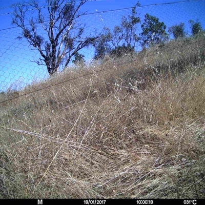 Unidentified at Mulligans Flat - 16 Jan 2017 by MulligansFlat1