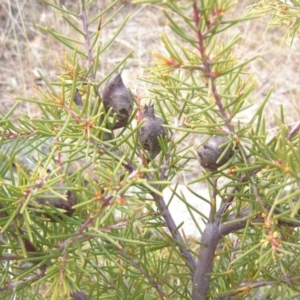 Hakea decurrens subsp. decurrens at Chifley, ACT - 30 Aug 2008