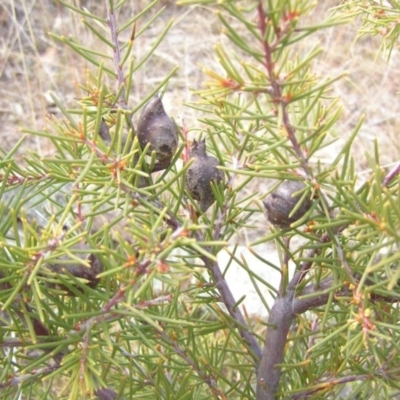 Hakea decurrens subsp. decurrens (Bushy Needlewood) at Mount Taylor - 30 Aug 2008 by MatthewFrawley