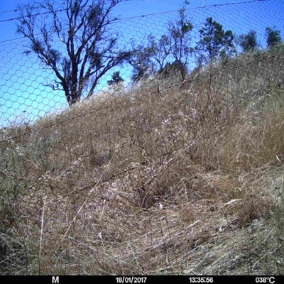 Unidentified at Mulligans Flat - 17 Jan 2017 by MulligansFlat1