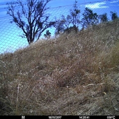 Unidentified at Mulligans Flat - 17 Jan 2017 by MulligansFlat1