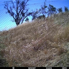 Unidentified at Mulligans Flat - 17 Jan 2017 by MulligansFlat1