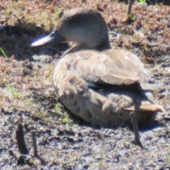 Anas gracilis (Grey Teal) at Panboola - 10 Jan 2017 by Panboola