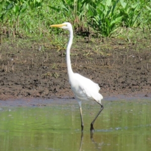 Ardea alba at Panboola - 11 Jan 2017 09:11 AM