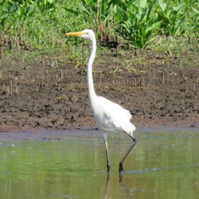 Ardea alba (Great Egret) at Panboola - 11 Jan 2017 by Panboola