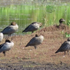 Chenonetta jubata (Australian Wood Duck) at Panboola - 10 Jan 2017 by Panboola