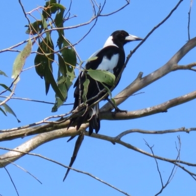 Gymnorhina tibicen (Australian Magpie) at Panboola - 11 Jan 2017 by Panboola