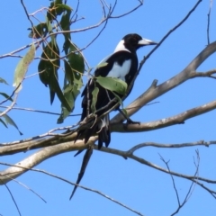 Gymnorhina tibicen (Australian Magpie) at Panboola - 10 Jan 2017 by Panboola
