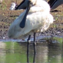 Platalea regia (Royal Spoonbill) at Panboola - 10 Jan 2017 by Panboola