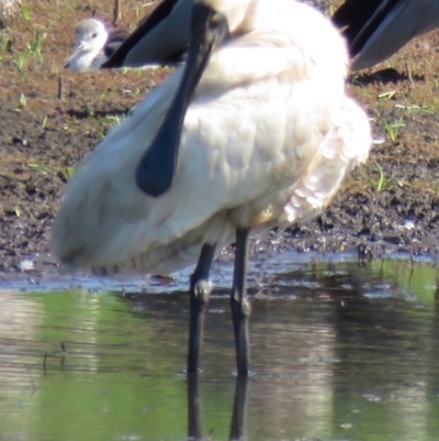 Platalea regia (Royal Spoonbill) at Panboola - 11 Jan 2017 by Panboola