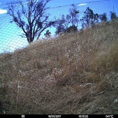 Unidentified at Mulligans Flat - 17 Jan 2017 by MulligansFlat1