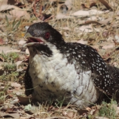 Eudynamys orientalis (Pacific Koel) at Conder, ACT - 12 Jan 2017 by michaelb